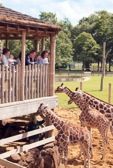 zoolife-3.jpg